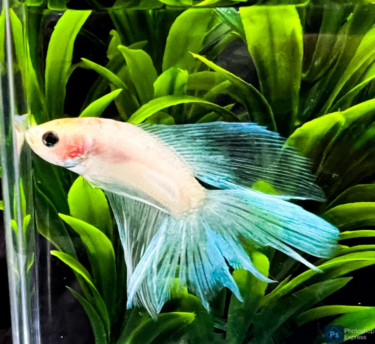 【beta】No.5A19熱帯魚 生体 ショーベタ ハーフムーン 1点物 ベタ・ オス ホログラムスカイブルー_画像3