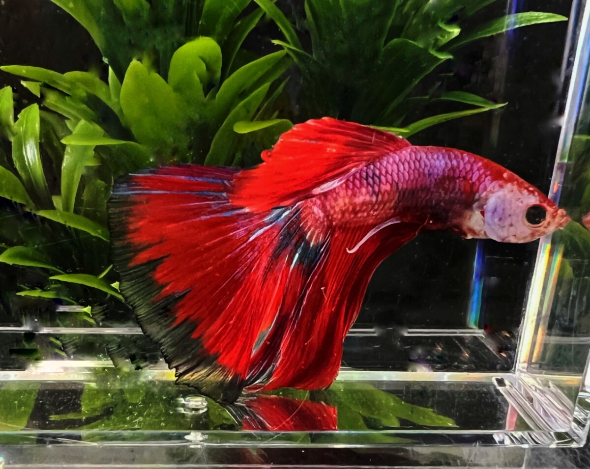 [beta]No.5C22 tropical fish organism show betta 1 point thing betta * male half moon red Dragon 