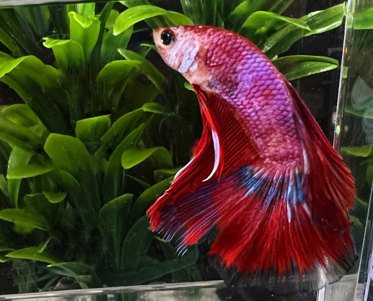 [beta]No.5C22 tropical fish organism show betta 1 point thing betta * male half moon red Dragon 