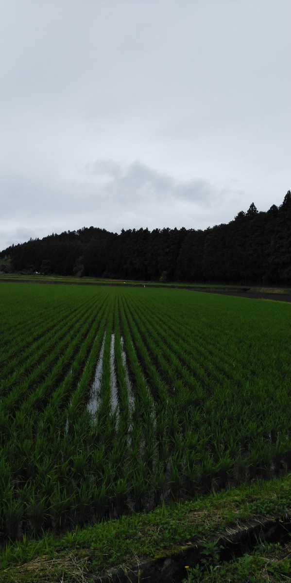 ※令和5年産新米※栃木県特一等米コシヒカリ25キロ無農薬にて作り上げた自慢のお米です。安心、安全のお米です。一単農家、無農薬、の画像3