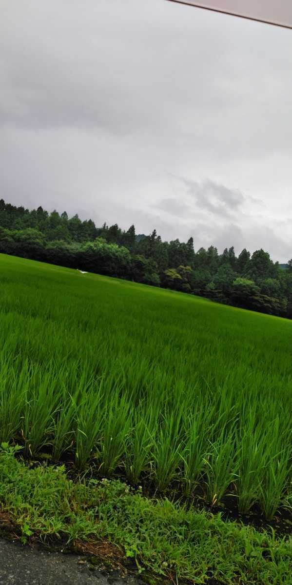 令和5年産新米栃木県特一等米コシヒカリ25キロ無農薬にて作り上げた自慢のお米です。安心、安全のお米です。一単農家、無農薬、の画像4