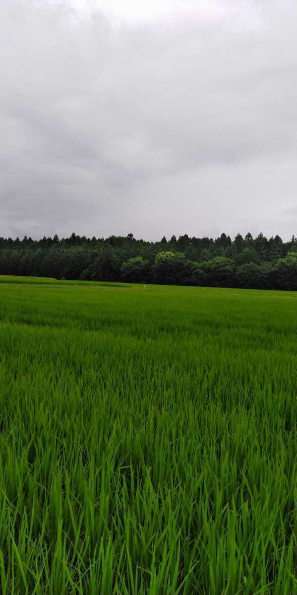 ※令和5年産新米※栃木県特一等米コシヒカリ25キロ無農薬にて作り上げた自慢のお米です。安心、安全のお米です。一単農家、無農薬、_画像1