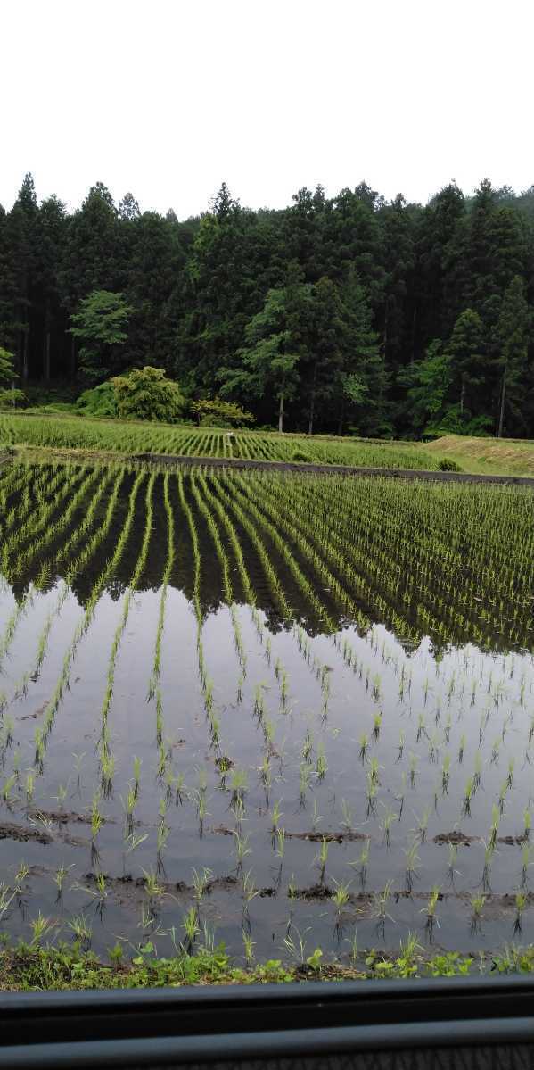 ※令和5年産新米※栃木県特一等米コシヒカリ25キロ無農薬にて作り上げた自慢のお米です。安心、安全のお米です。一単農家、無農薬、_画像5