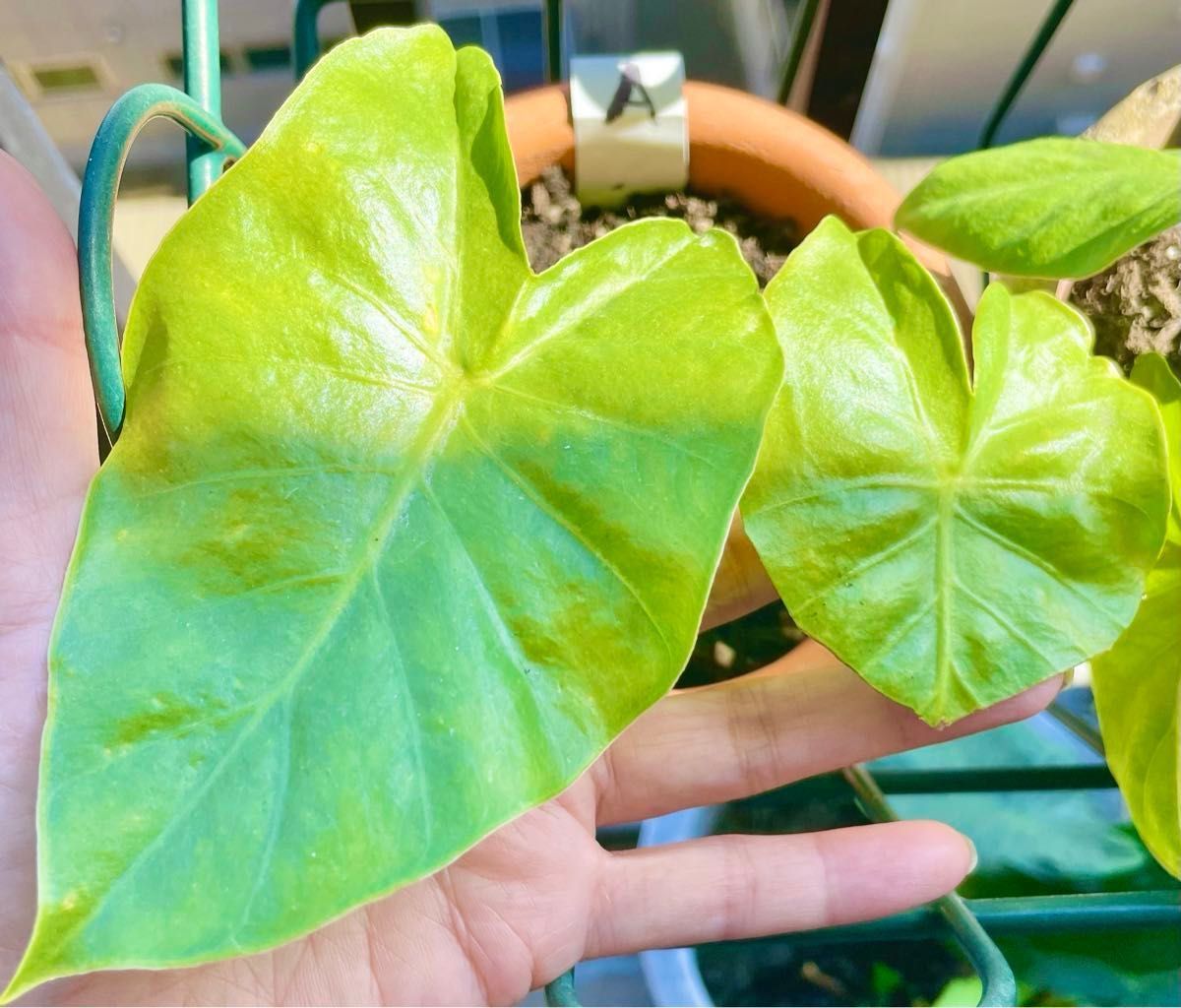 A クワズイモ 出世芋 小苗 観葉植物