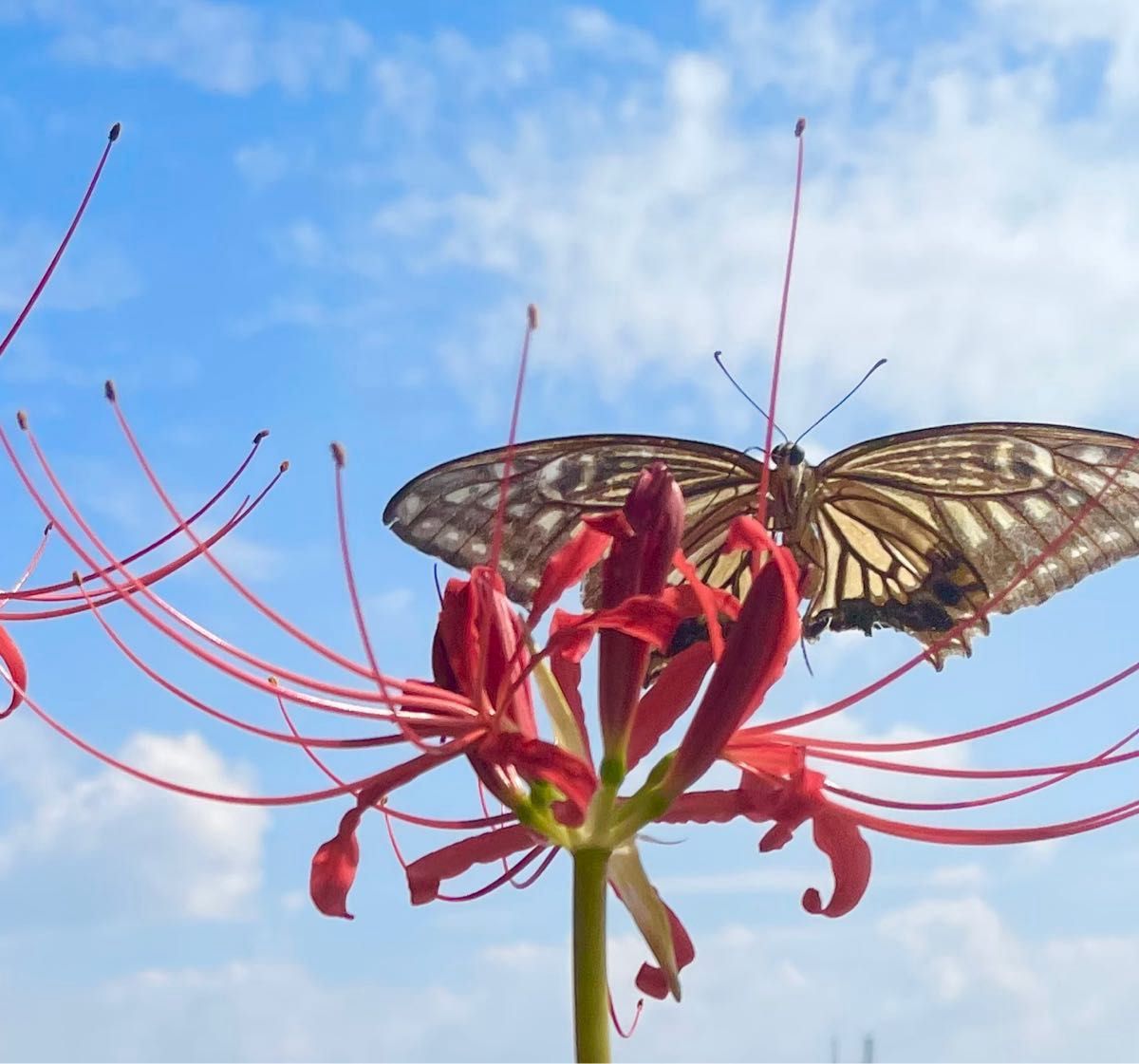 E彼岸花 赤色 曼珠沙華 球根