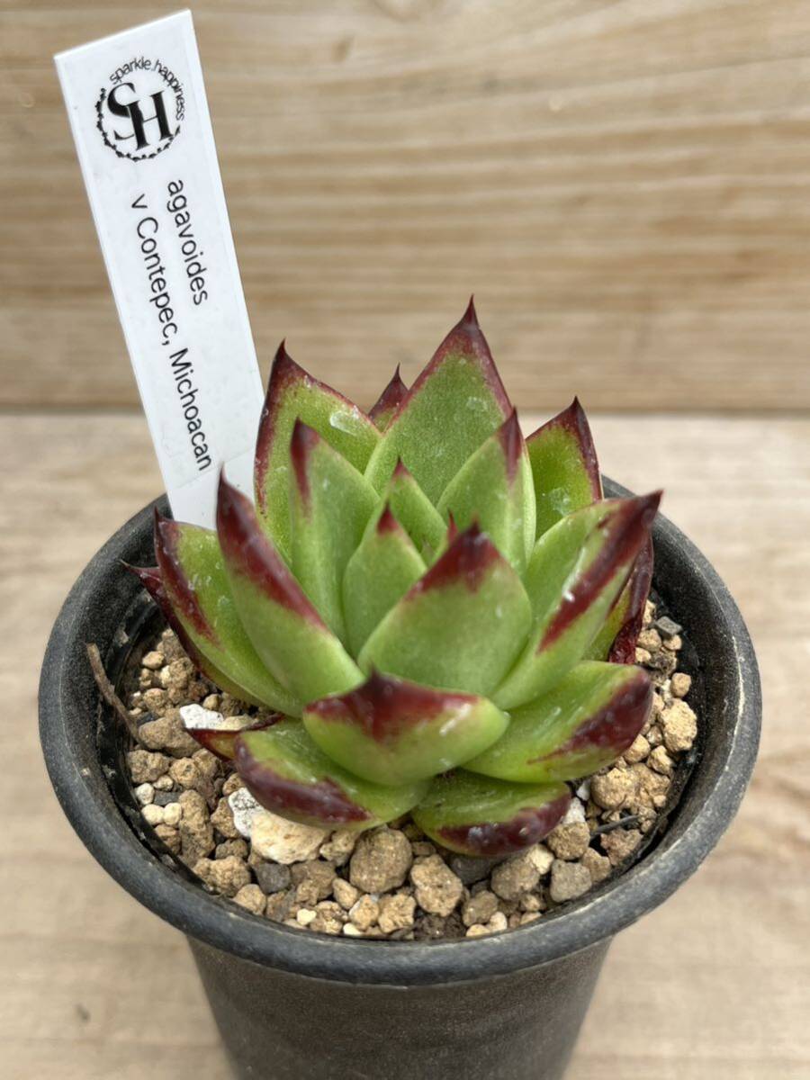 エケベリア 実生苗　agavoides v Contepec, Michoacan(アガボイデス コンテペック ミチョアカン　多肉_画像7