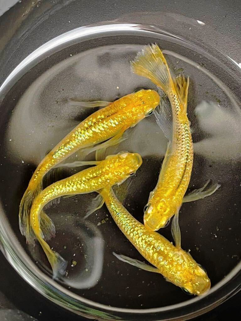 （種親候補）レクリスメダカ 若魚6匹 10月生まれ 舞メダカ様血統 以下検索→ラメヒレ長 黄金 サファイア の画像1