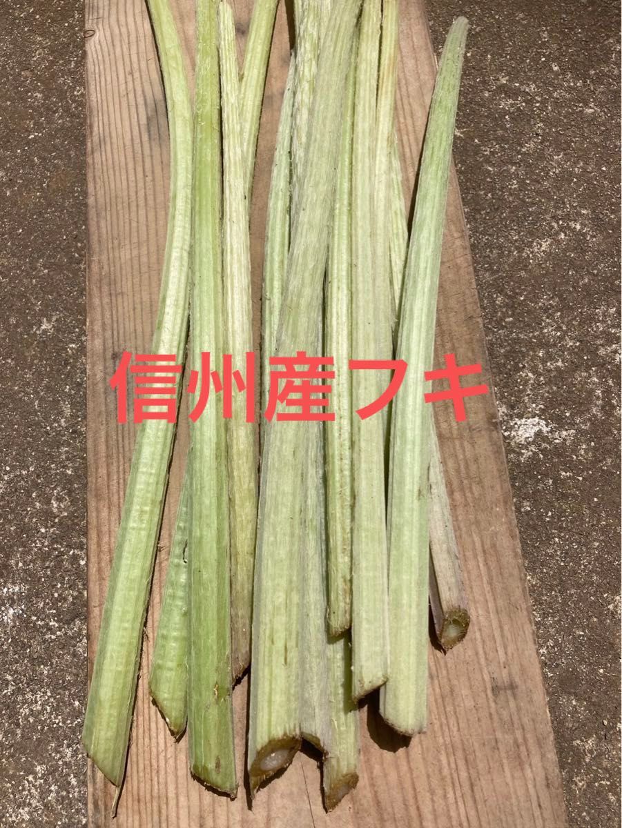 信州産 長野県産 天然ふき 無農薬