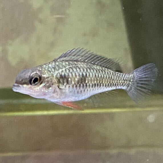  checker board sik lid . fish 2 pair +1 pcs total 5 pcs direct breeding bleed postscript 4/17.. sister pair production egg equipped direct . breeding .... 