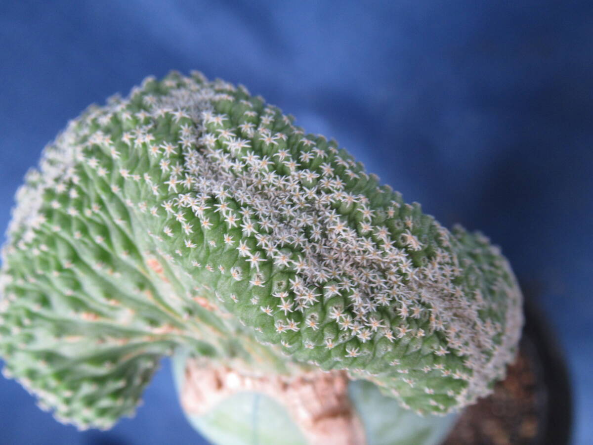 サボテン多肉植物　菊水綴化_画像2