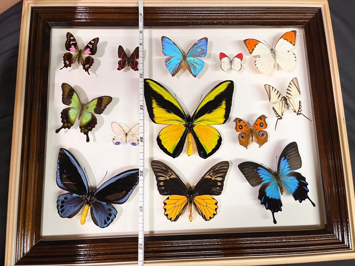  foreign product butterfly specimen insect specimen golaia -stroke li spring age is morufo butterfly other Southeast Asia 