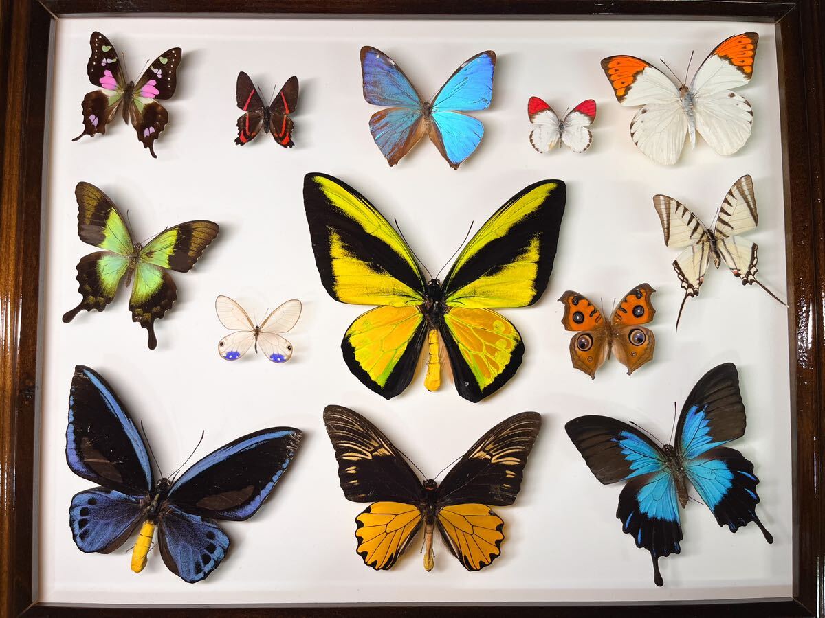  foreign product butterfly specimen insect specimen golaia -stroke li spring age is morufo butterfly other Southeast Asia 