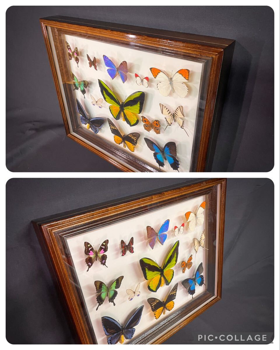  foreign product butterfly specimen insect specimen golaia -stroke li spring age is morufo butterfly other Southeast Asia 