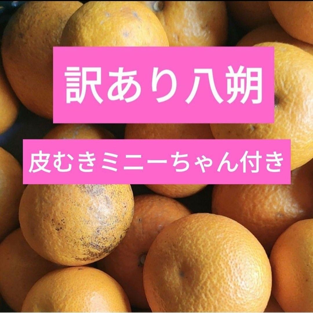 和歌山県産　訳あり　八朔