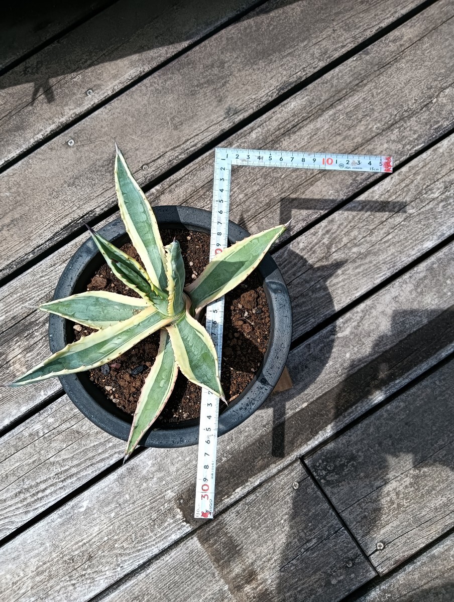 アガベ Agave アメリカーナ 斑入り_画像4