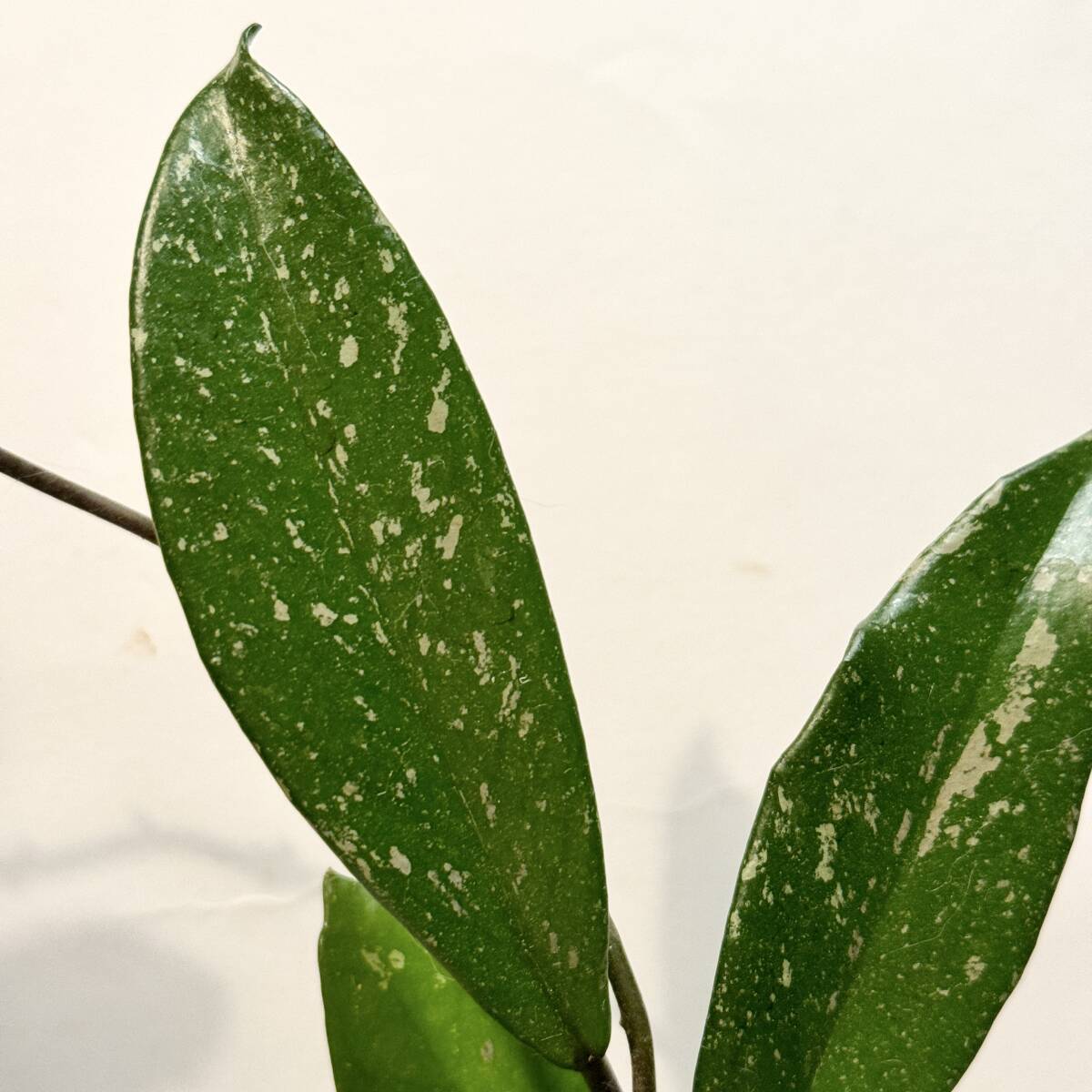 観葉植物　ポットごと　ホヤ プビカリクス シルバーピンク　斑入り　スプラッシュ　とても丈夫で育てやすいです　サクララン　_画像3