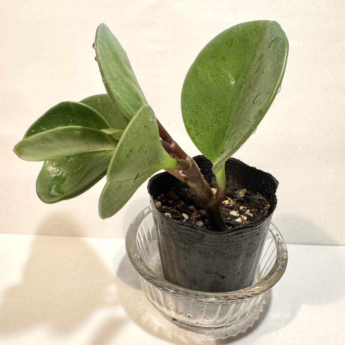 観葉植物　ペペロミア　オブツシフォリア　ポット入り　 乾燥に強く、丈夫で育てやすいです_画像5