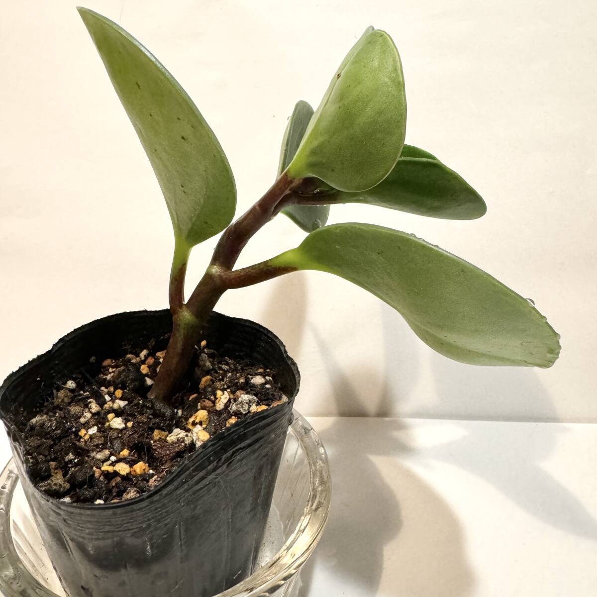 観葉植物　ペペロミア　オブツシフォリア　ポット入り　 乾燥に強く、丈夫で育てやすいです_画像6