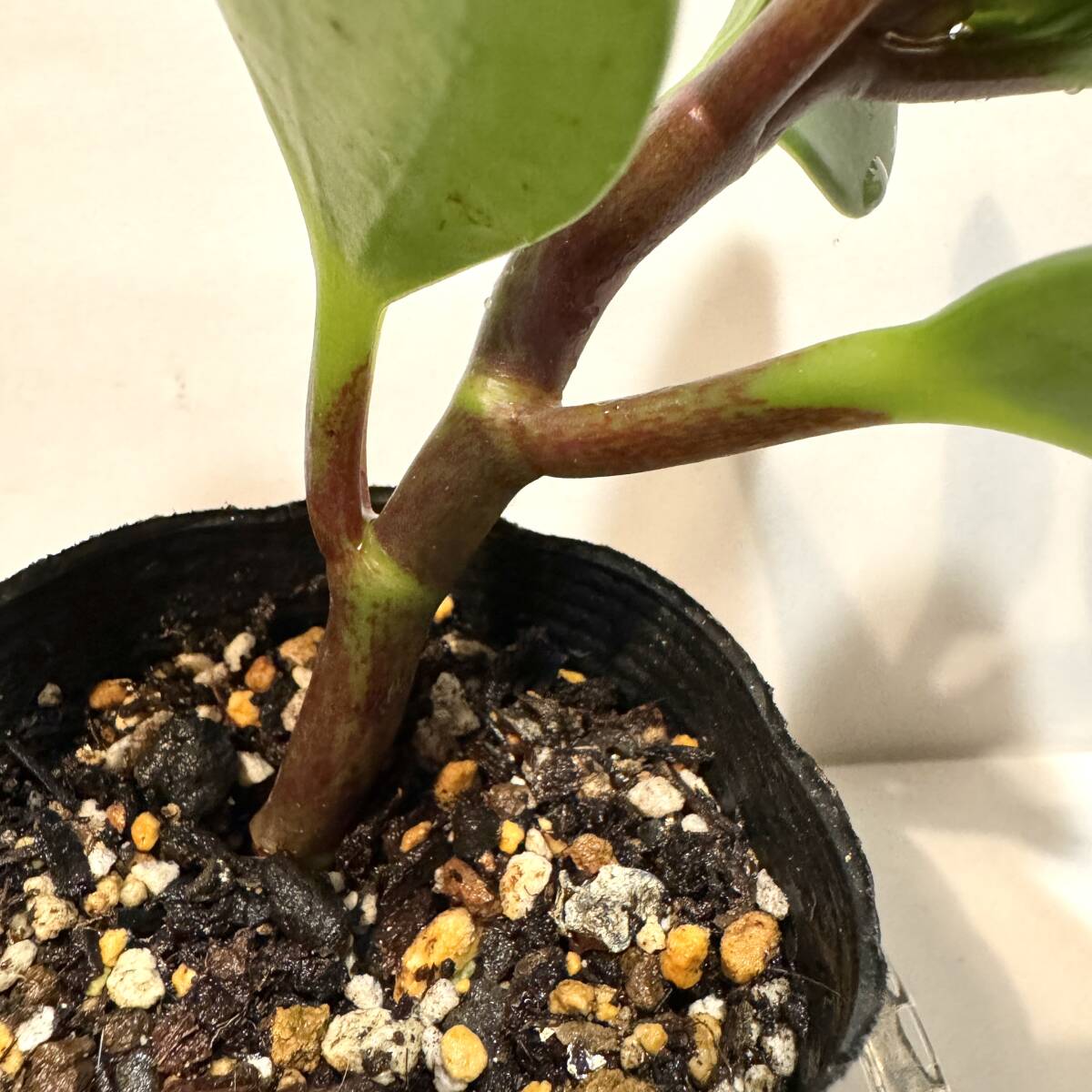 観葉植物　ペペロミア　オブツシフォリア　ポット入り　 乾燥に強く、丈夫で育てやすいです_画像8
