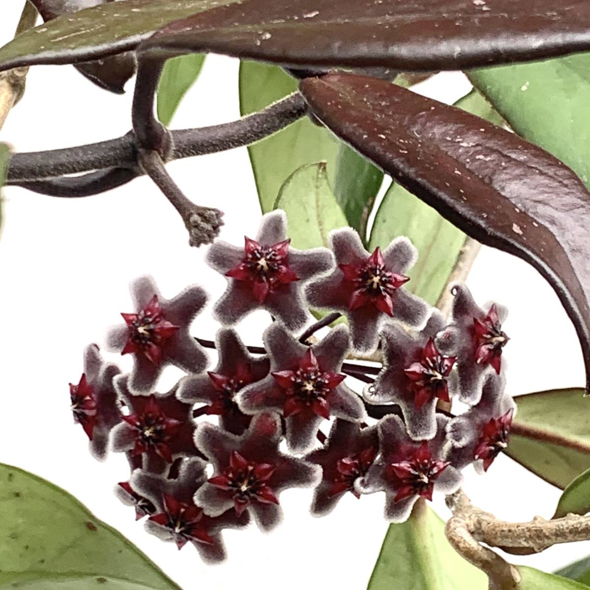 花座付き　ポットごと　ホヤ プビカリクス ロイヤルハワイアンパープル Hoya pubicalyx ‘Royal Hawaiian Purple' _親株開花時の参考画像です。