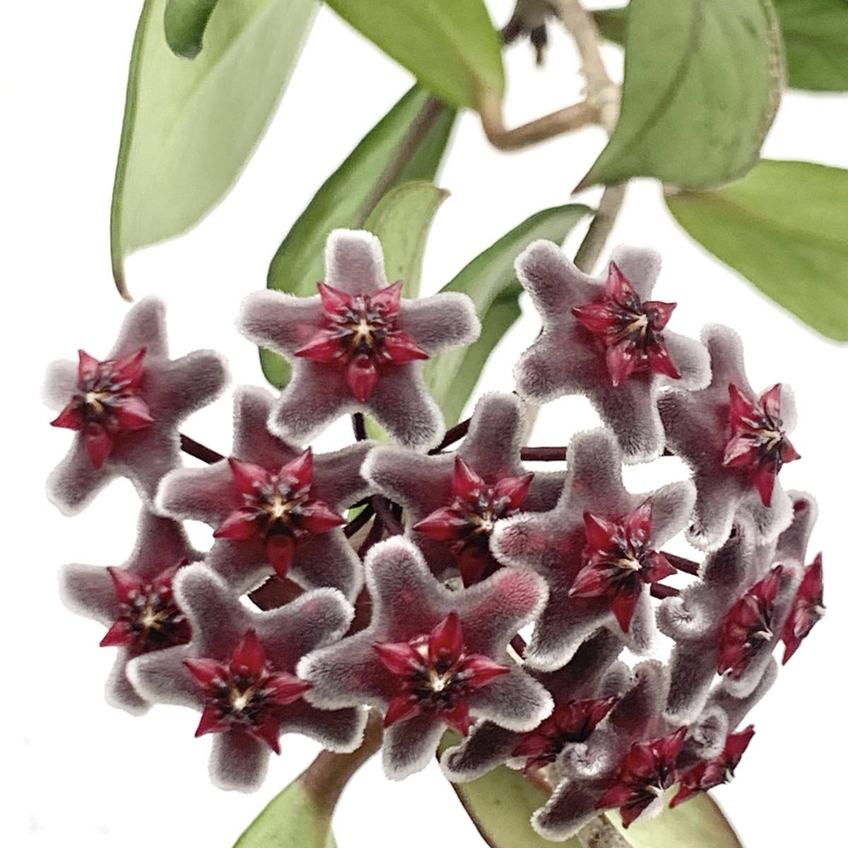 花座付き　ポットごと　ホヤ プビカリクス ロイヤルハワイアンパープル Hoya pubicalyx ‘Royal Hawaiian Purple' _親株開花時の参考画像です。