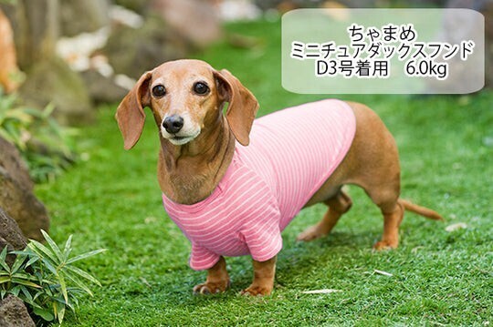 （12枚セット）犬用Ｔシャツ　ベリー　コットンTシャツ・タンクトップ　胴長用D3（ダックス、イタグレ、トイプードル、キャバリア等）_画像4