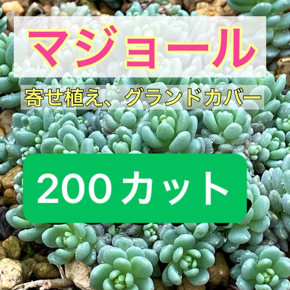 多肉植物　マジョール　200カット