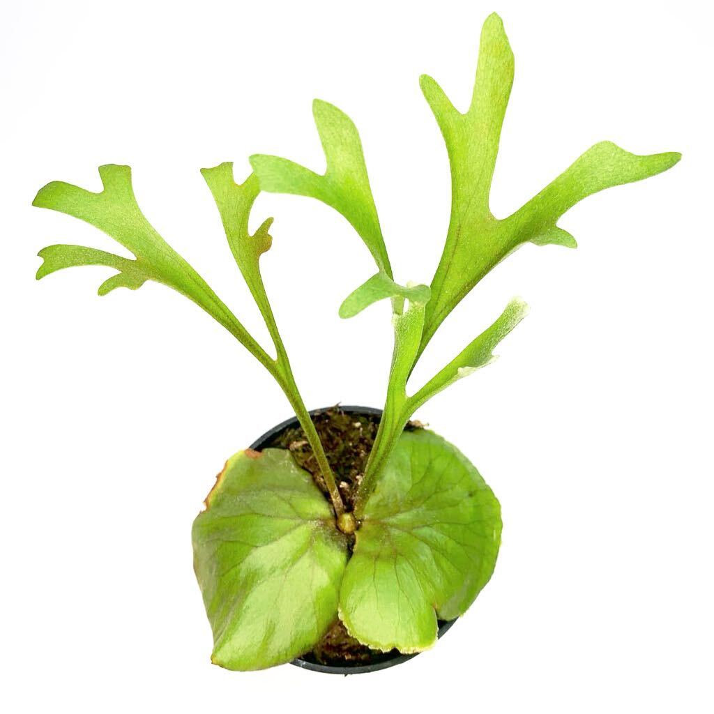  staghorn fern lido Ray small leaf type 4 P.ridleyi slender staghorns