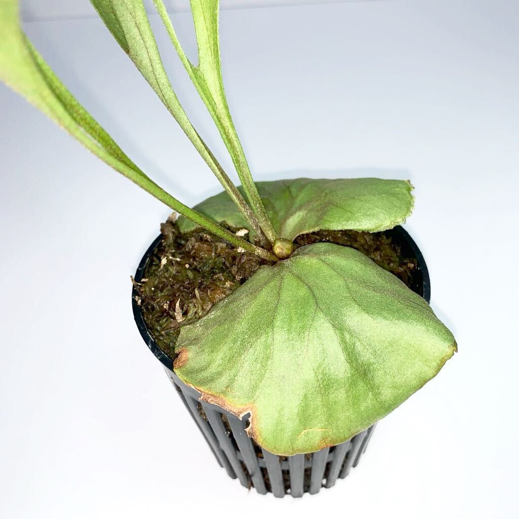  staghorn fern lido Ray small leaf type 4 P.ridleyi slender staghorns