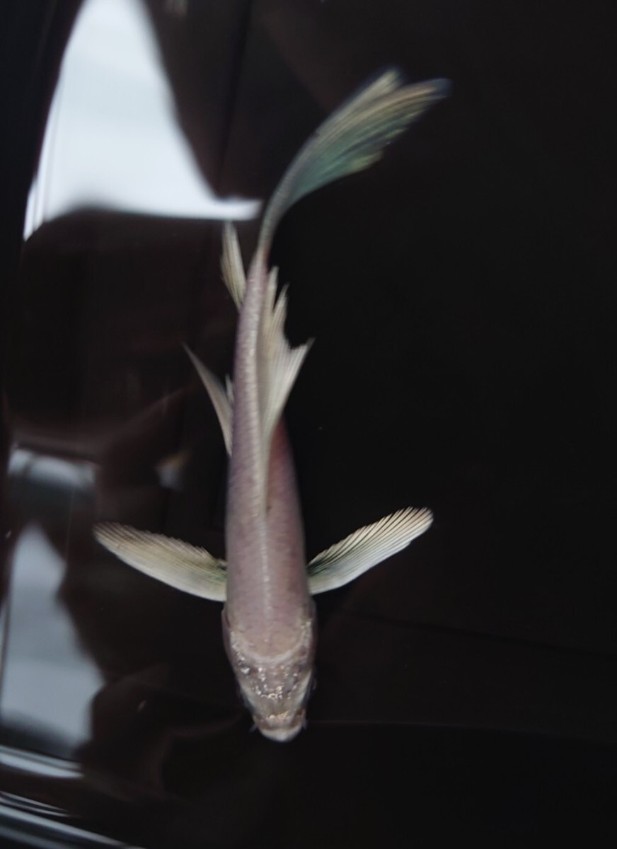【AQUAいろ】ヒレナガ錦鯉 ホワイト キレイな白地個体！ これから育成、鑑賞更に楽しめます！約12センチ前後 同梱包可能  №1の画像4