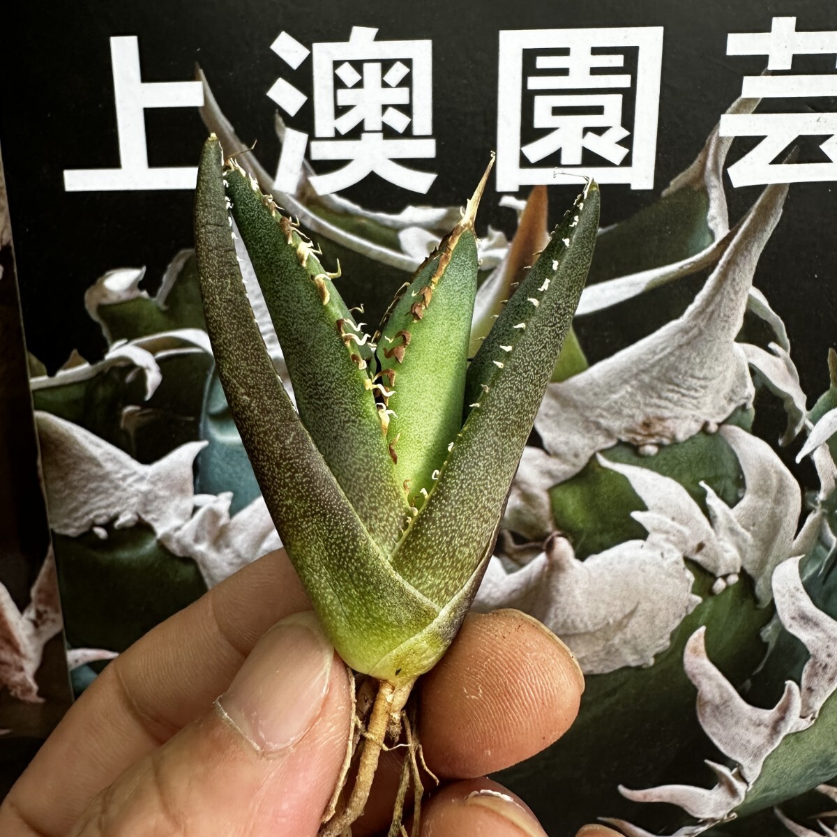 228【上澳園芸】 アガベagave チタノタ 蜘蛛 クモ 特選 優良血統 子株 (検皇冠 蚩尤 星空 麻花龍 ）_画像7