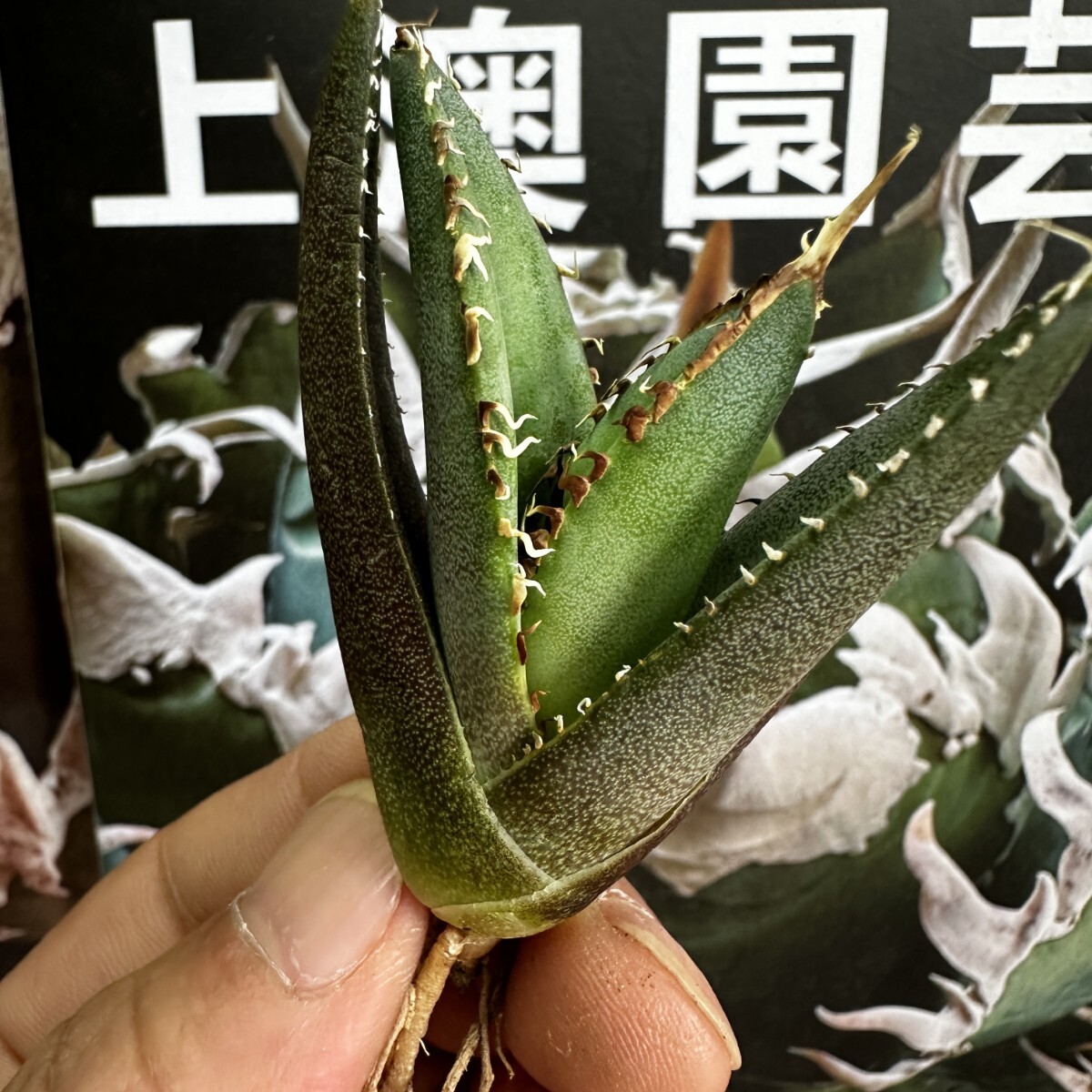 228【上澳園芸】 アガベagave チタノタ 蜘蛛 クモ 特選 優良血統 子株 (検皇冠 蚩尤 星空 麻花龍 ）_画像3