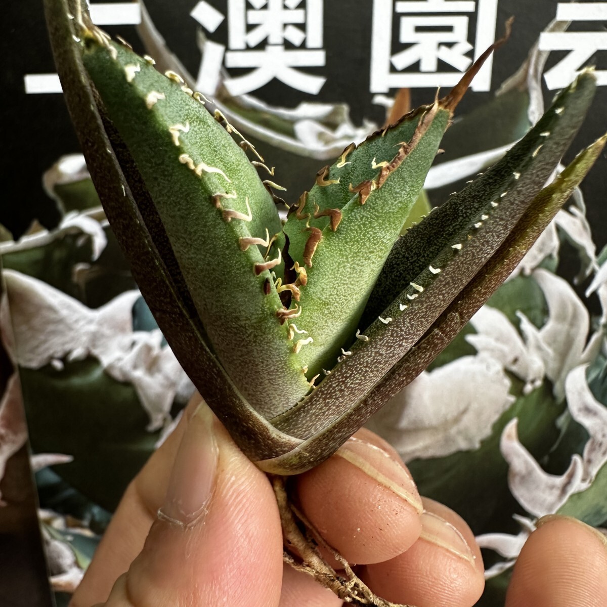 245【上澳園芸】 アガベagave チタノタ 蜘蛛 クモ 特選 優良血統 子株 (検皇冠 蚩尤 星空 麻花龍 ）_画像6