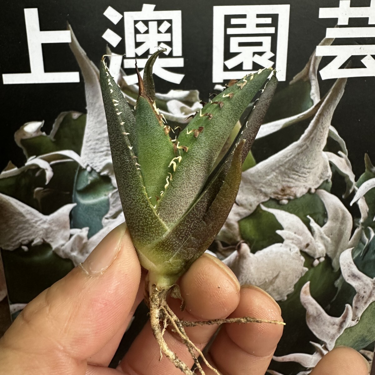  260【上澳園芸】 アガベagave チタノタ 蜘蛛 クモ 特選 優良血統 子株 (検皇冠 蚩尤 星空 麻花龍 ）_画像7