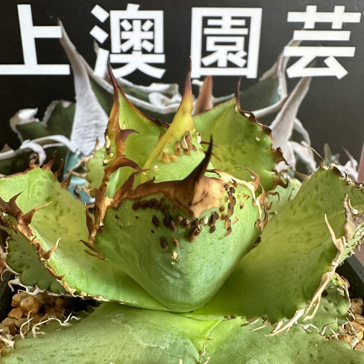 143[ on . gardening ] agave chitanota gold . special selection rare excellent ... stock ( inspection .... star empty flax flower dragon )