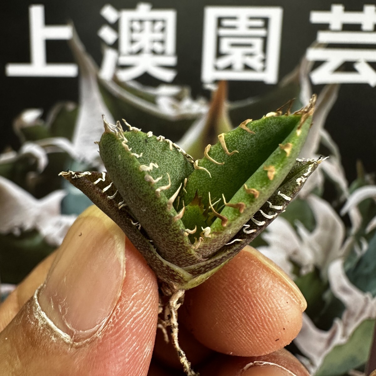 143[ on . gardening ] agave chitanota gold . special selection rare excellent ... stock ( inspection .... star empty flax flower dragon )