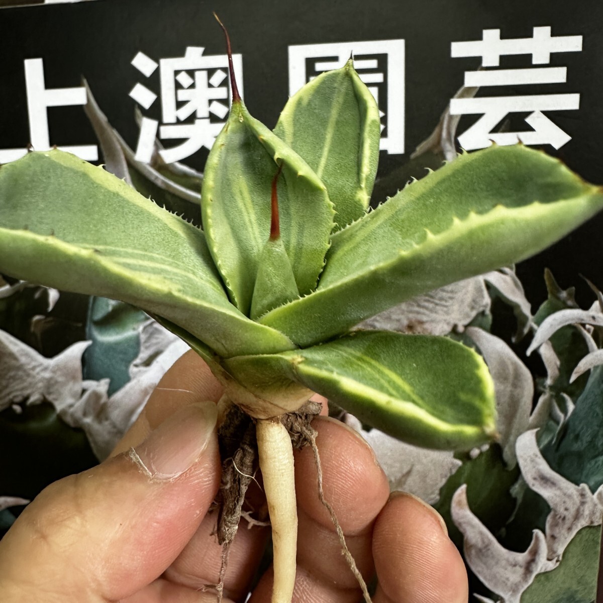 168【上澳園芸】 多肉植物アガベ パリー トランカータ ライムストリーク　アイス 極美株_画像4