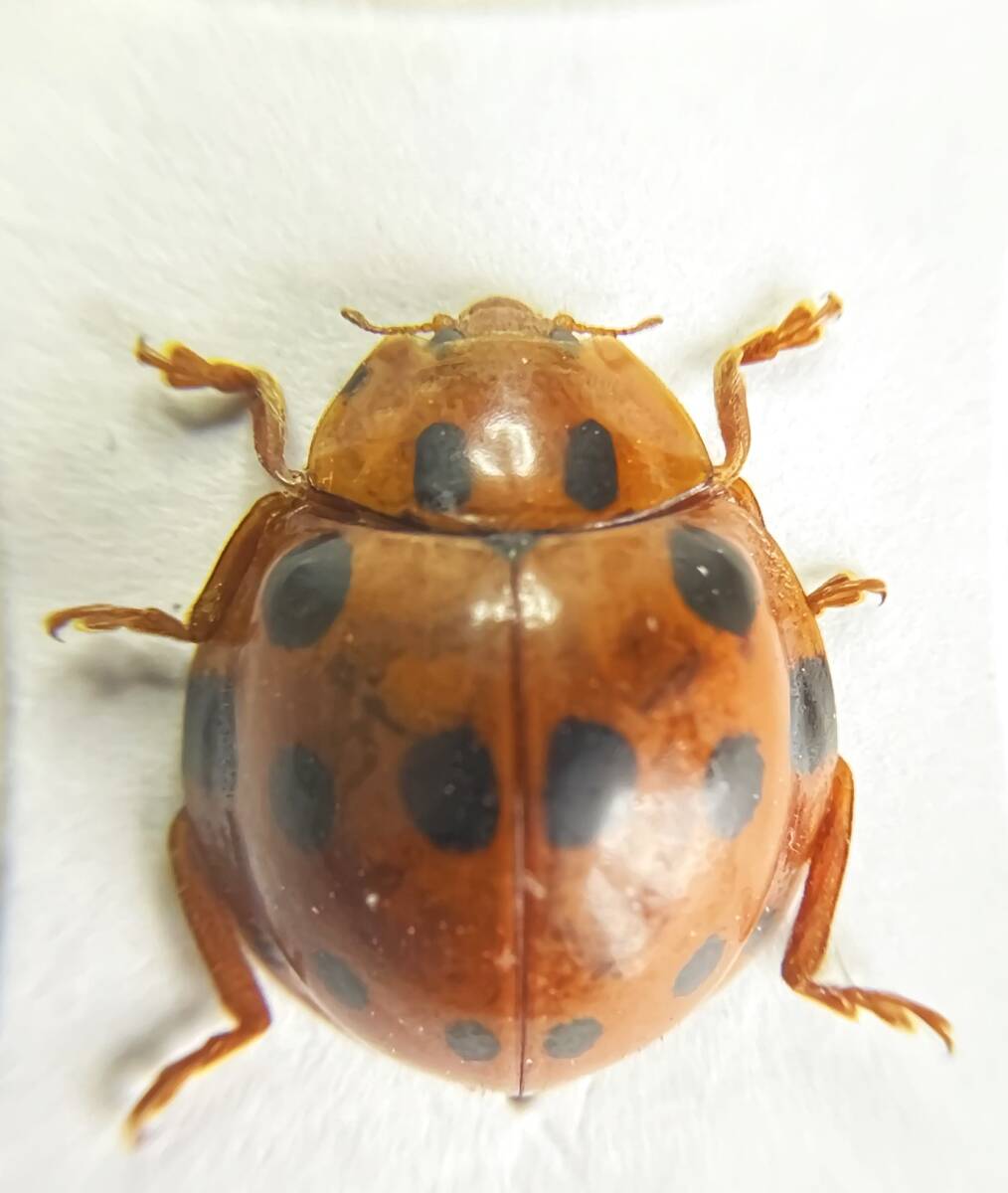 【日本の甲虫標本】　東京都産　ハラグロオオテントウ1頭　【約11.5ミリ】　_画像2
