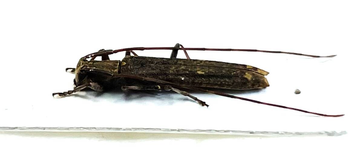 【日本の甲虫標本】沖縄本島産　オビレカミキリ　【約13ミリ】_画像3