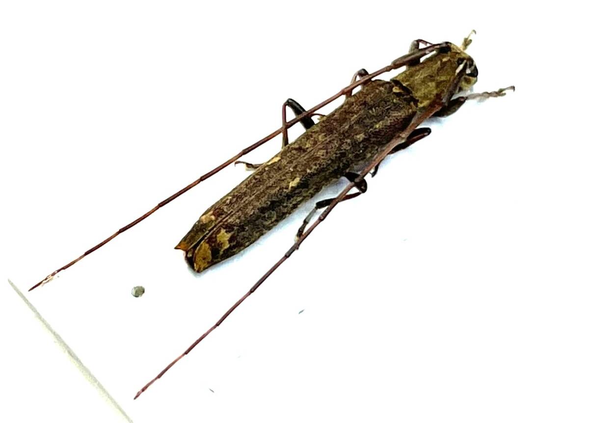 【日本の甲虫標本】沖縄本島産　オビレカミキリ　【約13ミリ】_画像4