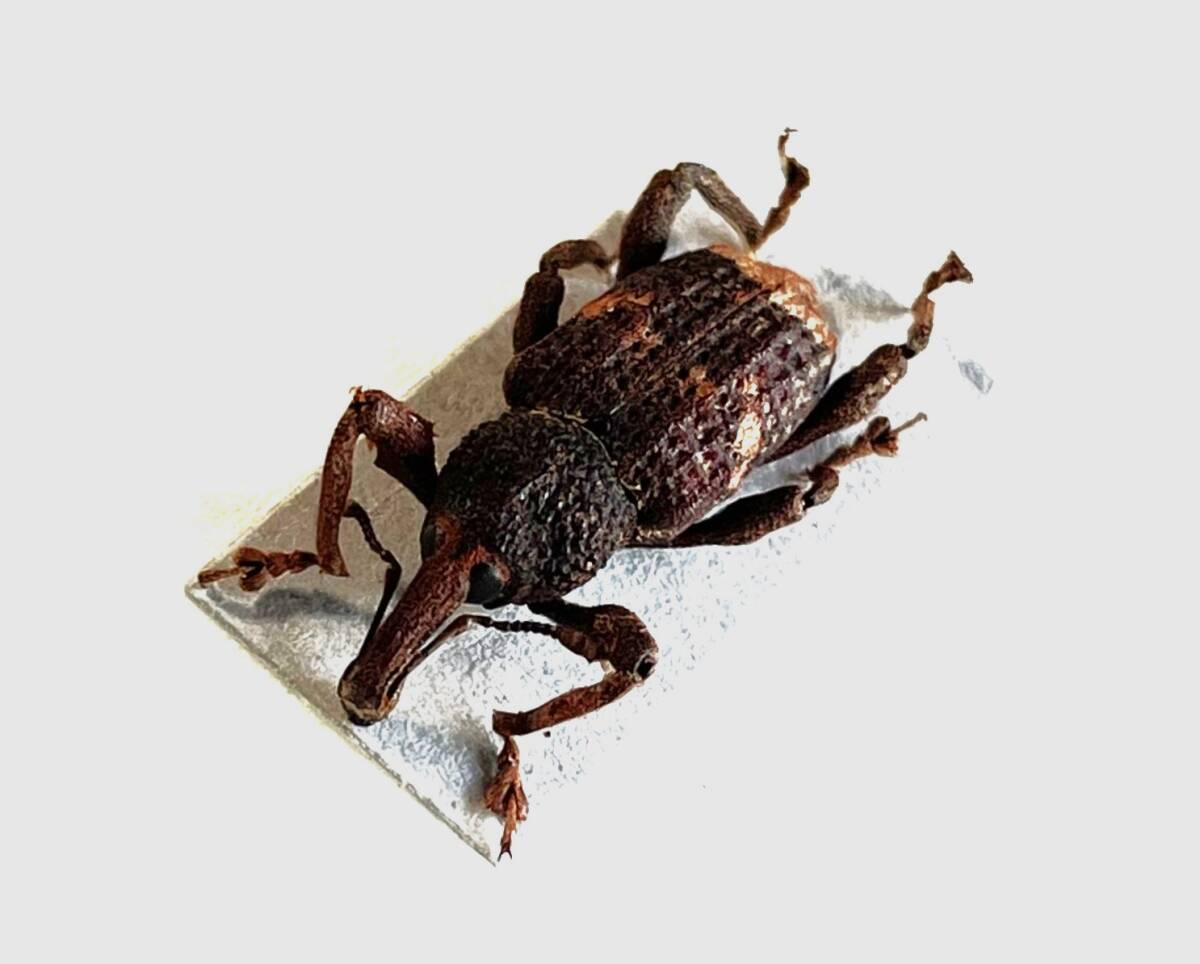 【日本の甲虫標本】　沖縄本島産　ゾウムシの1種　　【約16ミリ】_画像2