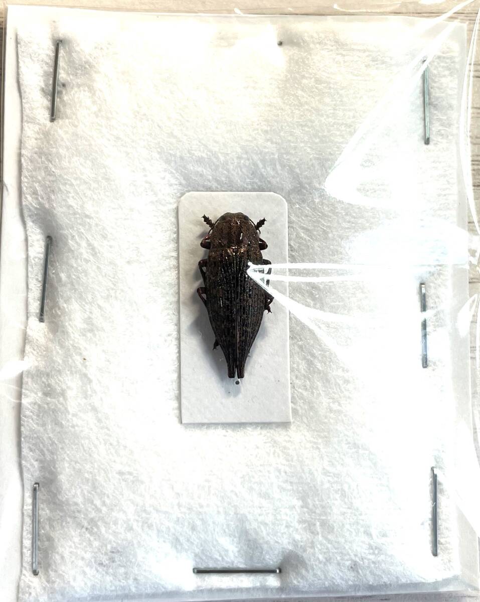 [ foreign product . insect specimen ] Russia production * cover otamamsi[ approximately 19 millimeter ]