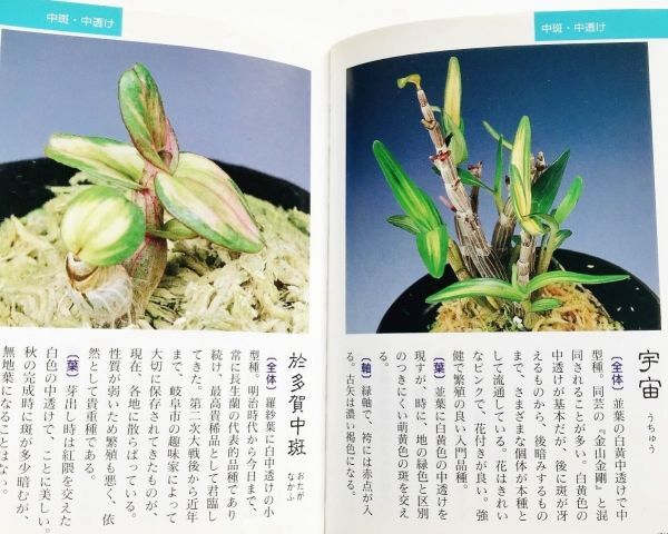 Yahoo!オークション - 本 長生蘭図鑑セッコク石斛長生蘭銘鑑200 Yahoo!オークション - 本 長生蘭図鑑セッコク石斛長生蘭銘鑑200