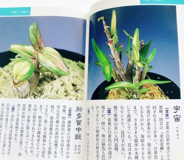 Yahoo!オークション - 本 長生蘭図鑑セッコク石斛長生蘭銘鑑200 Yahoo!オークション - 本 長生蘭図鑑セッコク石斛長生蘭銘鑑200