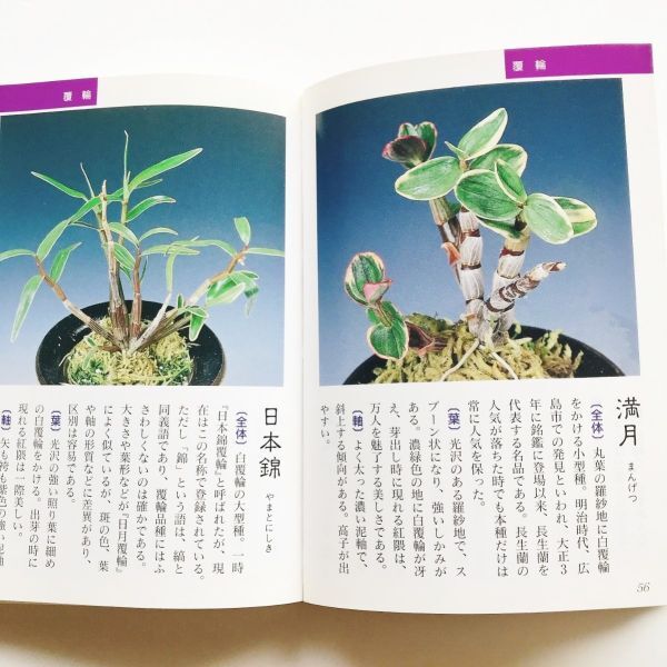 Bibian 比比昂- 本長生蘭図鑑セッコク石斛長生蘭銘鑑200種写真 Bibian 比比昂- 本長生蘭図鑑セッコク石斛長生蘭銘鑑200種写真