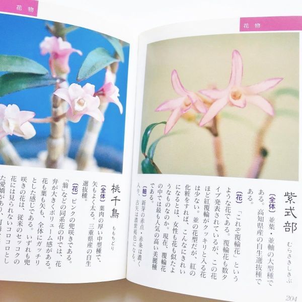 Bibian 比比昂- 本長生蘭図鑑セッコク石斛長生蘭銘鑑200種写真 Bibian 比比昂- 本長生蘭図鑑セッコク石斛長生蘭銘鑑200種写真