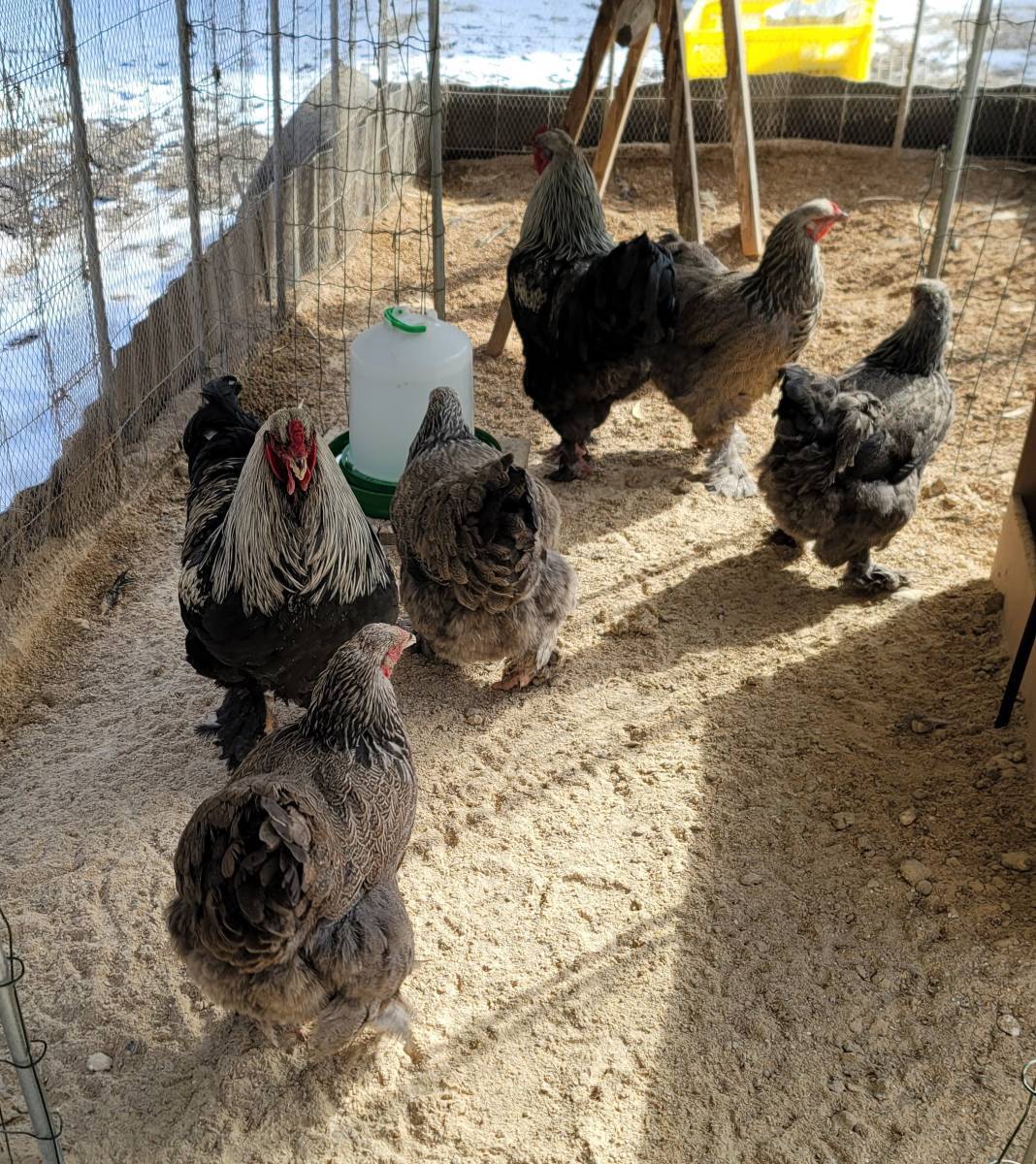 世界最大の鶏ブラマの平飼い有精食用卵24個_画像6