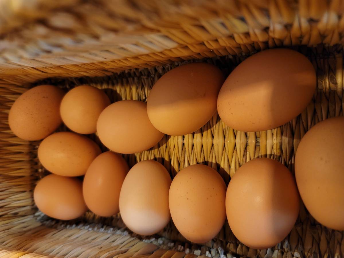 世界最大の鶏ブラマの平飼い有精食用卵24個_画像2