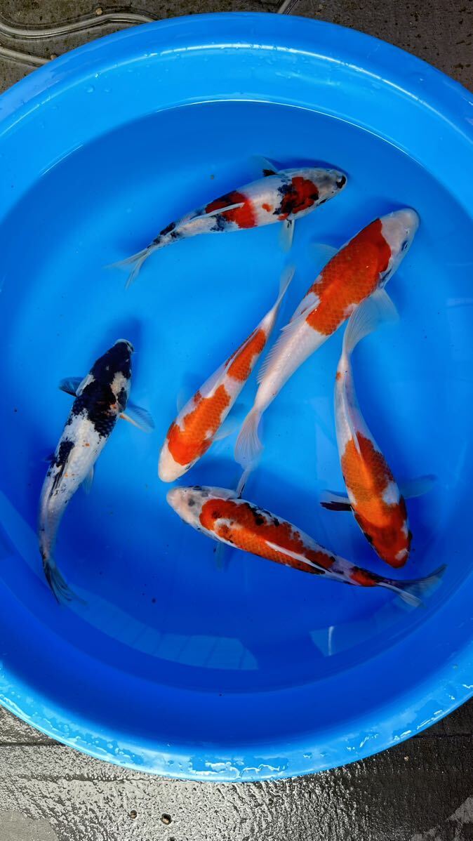 極上の大日養鯉場産 昭和三色 ２４㎝前後 ６匹セット 当歳 モリモリ体型 の画像5
