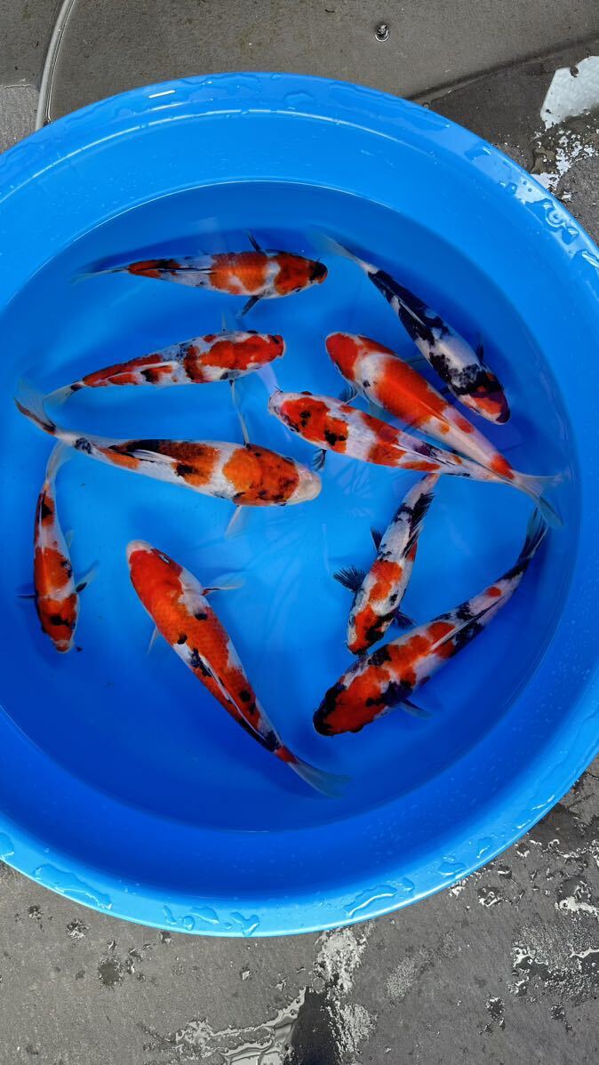  large day . common carp place production Showa era three color establish common carp for this year pictured common carp all .. experience ending 17.~25. rom and rear (before and after) 